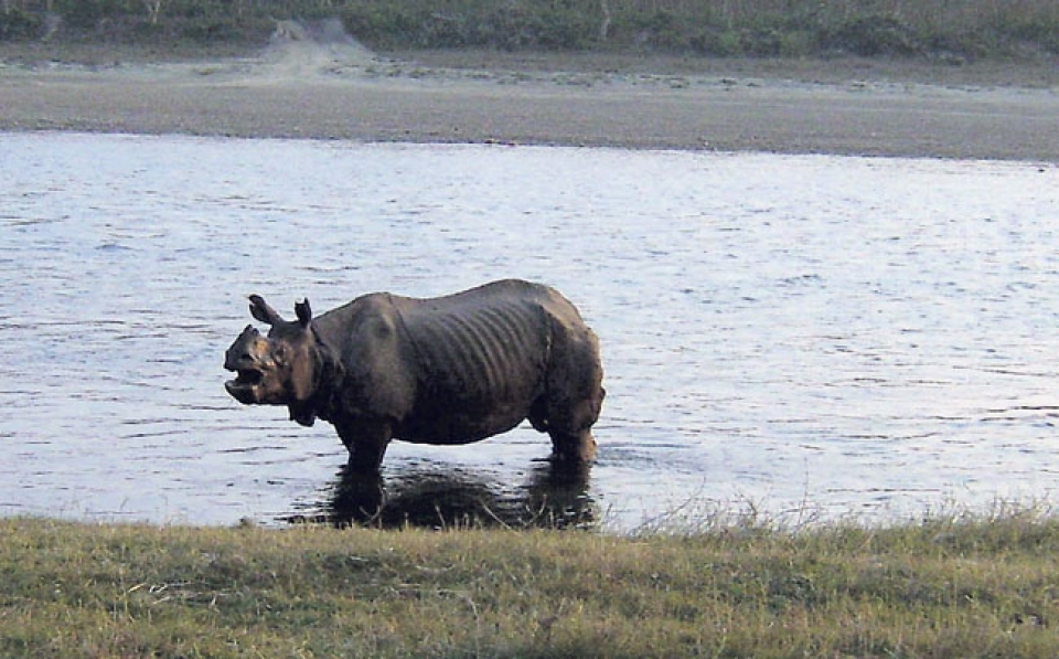Three male rhinos in CNP shifted internally